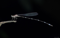 Protosticta sanguinostigma