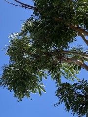 Albizia tanganyicensis
