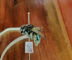 Xylocopa splendidula