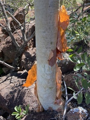 Albizia tanganyicensis