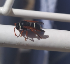 Hypodynerus labiatus