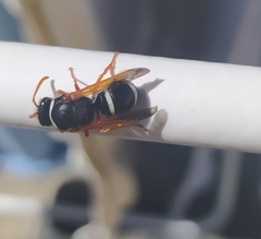 Hypodynerus labiatus