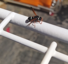 Hypodynerus labiatus