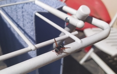 Hypodynerus labiatus