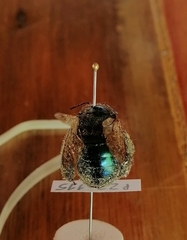Xylocopa splendidula
