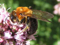 Andrena nitida