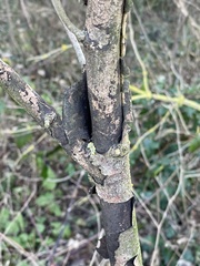 Cryptostroma corticale