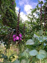 Macropsychanthus violaceus