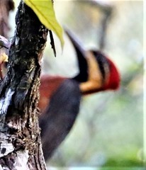 Campephilus haematogaster