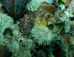 Pseudoceros ferrugineus