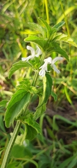 Leucas glabrata glabrata