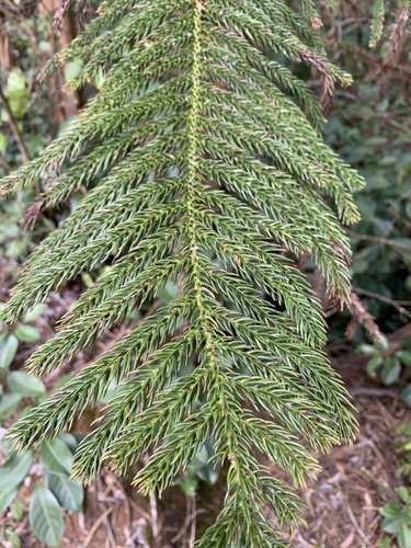 Cook pine