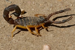 Parabuthus villosus