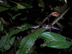 Xenochrophis trianguligerus