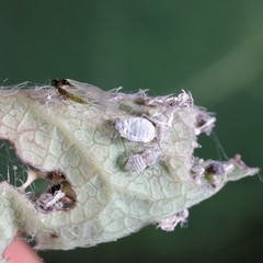 Hyadaphis passerinii