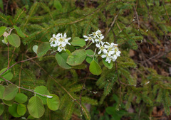 Amelanchier stolonifera