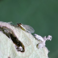 Hyadaphis passerinii