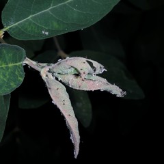 Hyadaphis passerinii