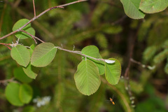 Amelanchier stolonifera