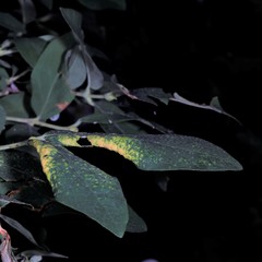 Hyadaphis passerinii