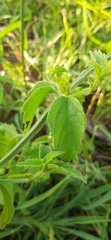 Leucas glabrata glabrata