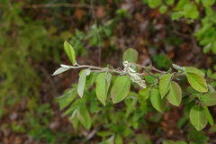 Amelanchier stolonifera
