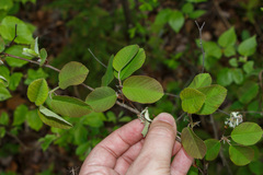 Amelanchier stolonifera