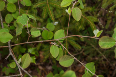 Amelanchier stolonifera