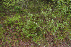 Amelanchier stolonifera