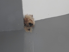 Panyptila cayennensis