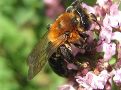Andrena nitida
