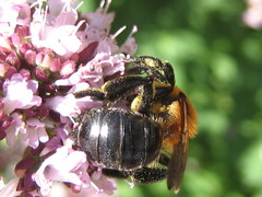 Andrena nitida