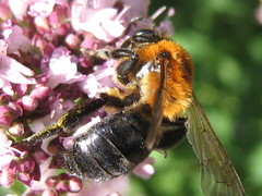 Andrena nitida