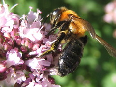 Andrena nitida