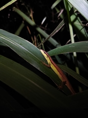 Takydromus sexlineatus