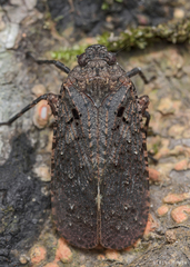 Penthicodes pulchellus