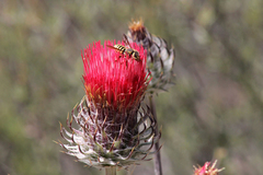 Trachusa timberlakei
