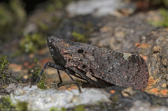 Penthicodes pulchellus