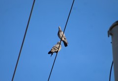 Columba livia