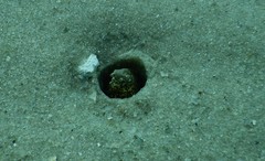 Callechelys marmorata