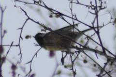 Parus major