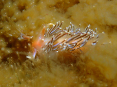 Facelina auriculata