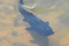 Steindachneridion melanodermatum