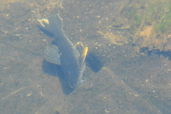 Hypostomus myersi