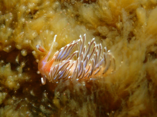 Facelina vicina