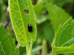 Clastoptera xanthocephala