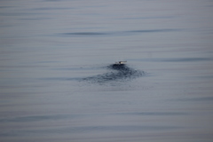 Ptychoramphus aleuticus