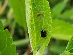 Clastoptera xanthocephala