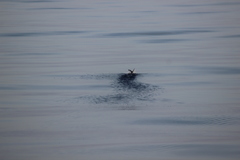 Ptychoramphus aleuticus