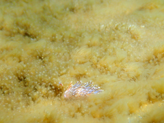 Facelina auriculata